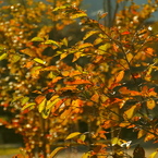 桜紅葉