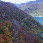  Red leaves of autumn