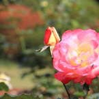 新宿御苑の秋薔薇6
