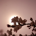 桜咲く