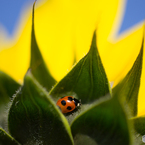 Ladybug...♡