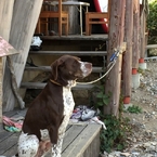 仮の姿・・・山小屋の番犬