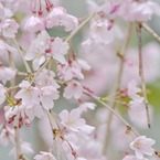 sakura 02