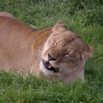 Lioness