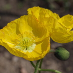 IMGP1154
