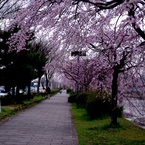 鴨川沿い桜道