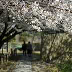 桜のタイムトンネル