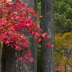 高野山の紅葉#5