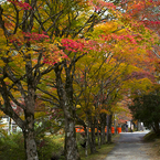 高野山の紅葉#6