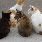 猫の島2