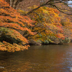箱根九頭龍の森（紅葉）
