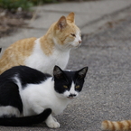 猫の島7