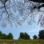 冨士山（とみすやま）公園の桜-9