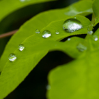 雨上がり