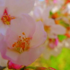 岩倉桜まつり　小春