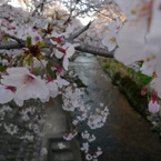 岩倉桜まつり　五条川と