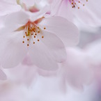 桜日和　vol.3