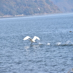 2015.12.2琵琶湖にコハクチョウ飛来4