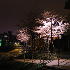 河岸の桜