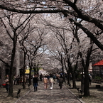 桜並木
