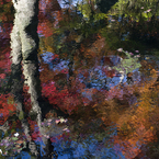 紅葉渓の紅葉#5