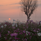 秋桜と冬枯れ木