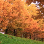 見上げる紅葉並木