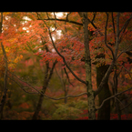 秋のぶらり京都　05