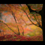 秋のぶらり京都　06