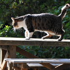 城山茶屋の猫