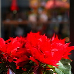 FLOWER SHOP
