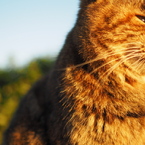 野良猫として生きてゆく