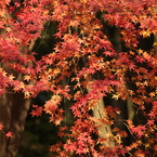 紅葉