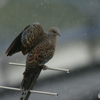 雨の中で①