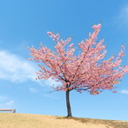 丘の上の桜