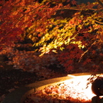 紅葉ライトアップ