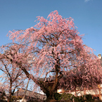 枝垂れ桜
