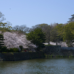 和歌山城の桜