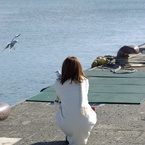 見つめ合うカモメ。を見つめる僕ら。