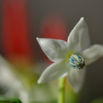 休日の過ごし方　トウガラシの花　２