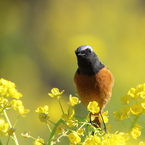 菜の花とジョウビタキ