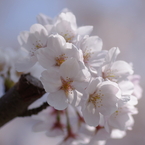 真っ白な花びらの桜