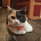 じー