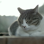 ねこ　その２