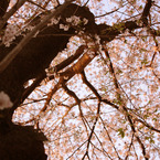 夕桜下