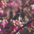 花より団子