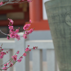 日枝神社1