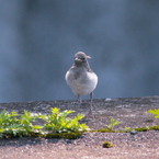 ひな鳥のデビュ－