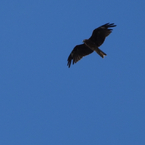 トリミング　鳶