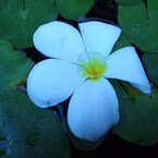 お花